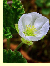 Морошка (Rubus chamaemorus) Морошка (Rubus chamaemorus)